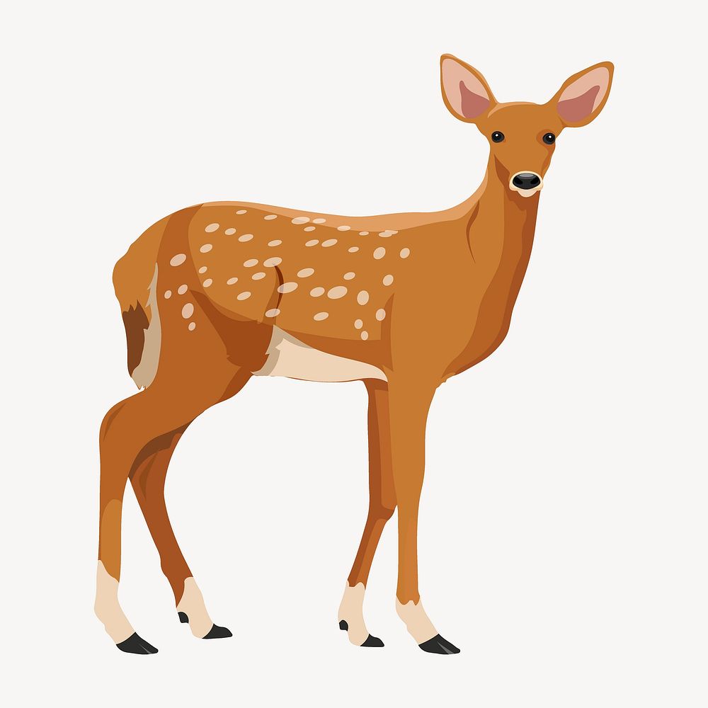 Chital, spotted deer, wild animal illustration vector