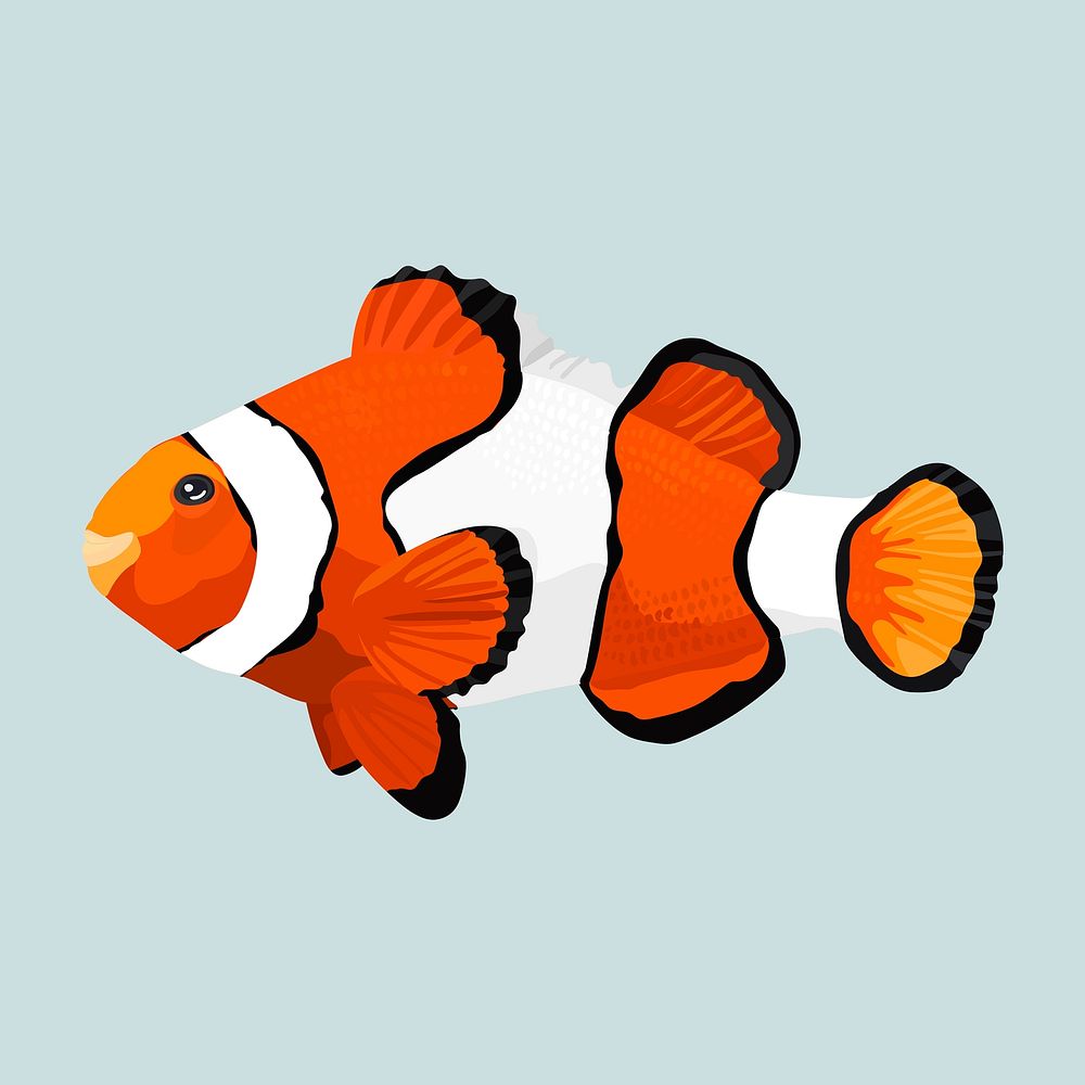 Clownfish pet illustration, realistic clipart psd