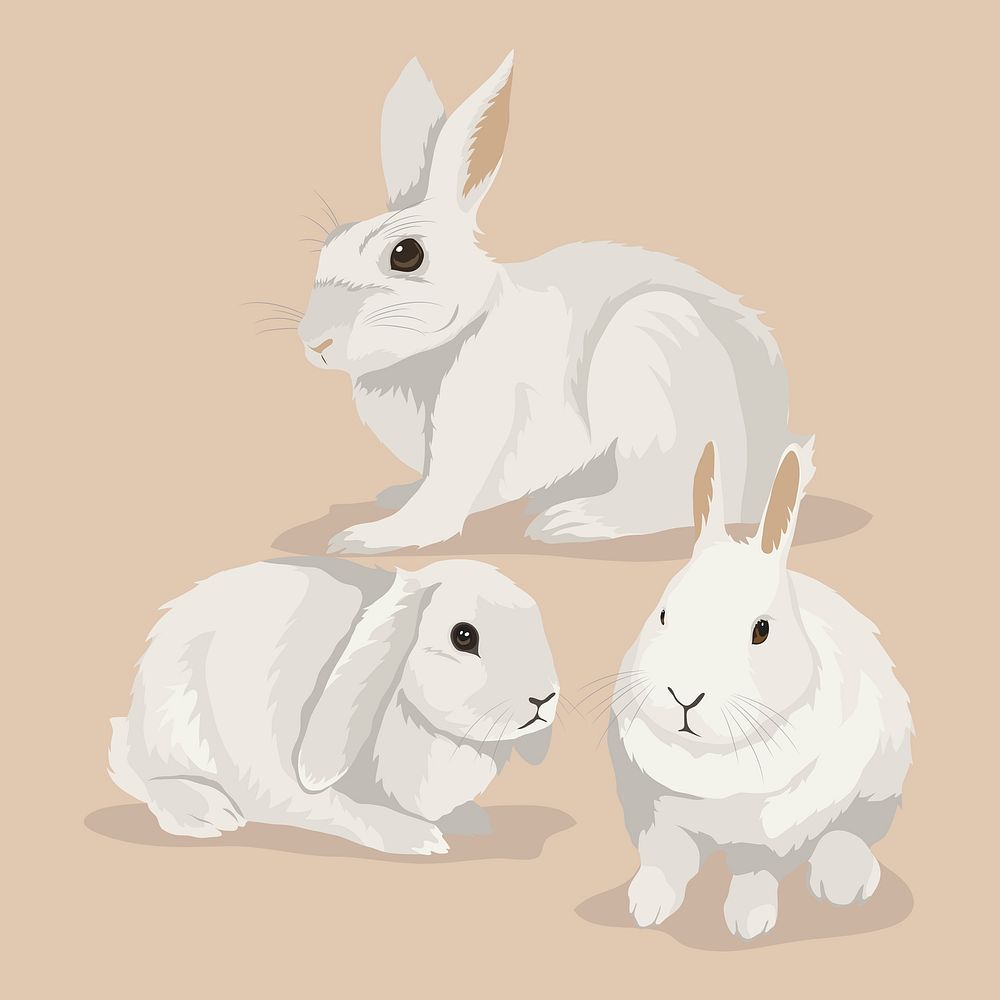Three bunnies, pet rabbit illustration psd