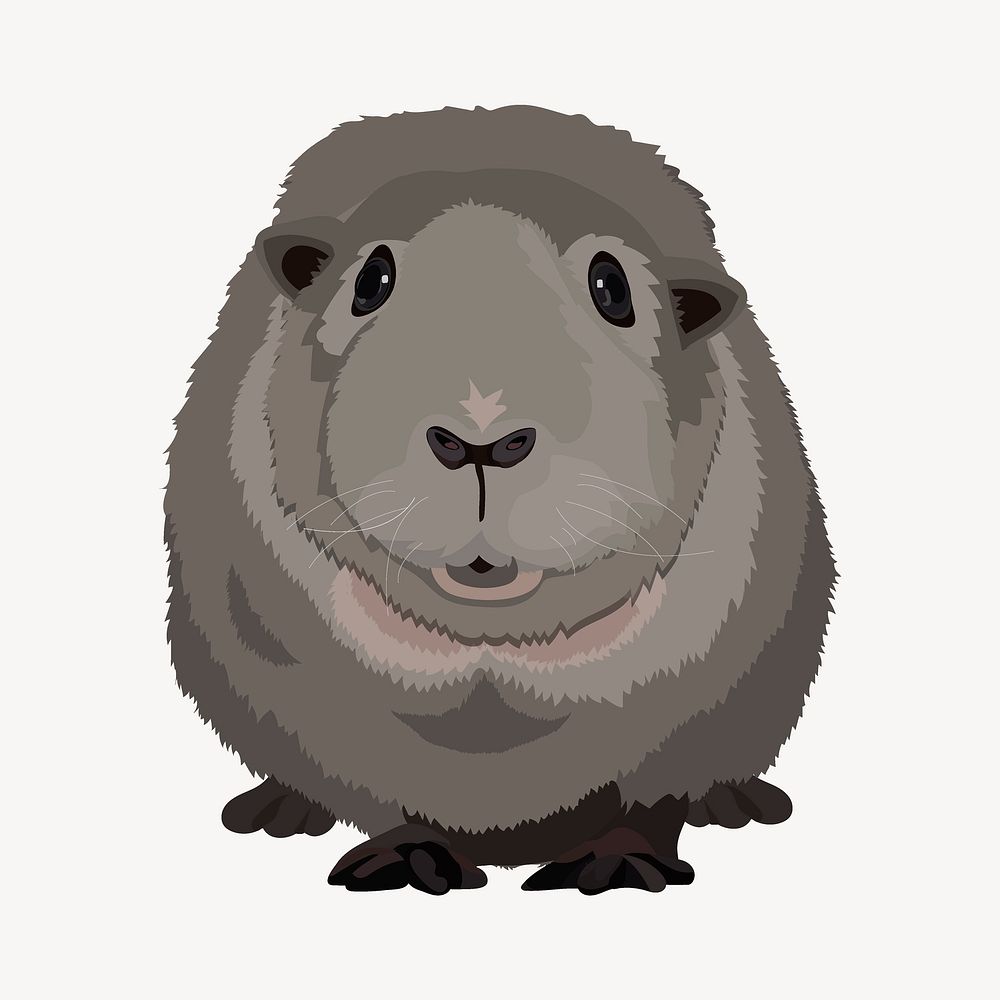 Guinea pig illustration clipart vector