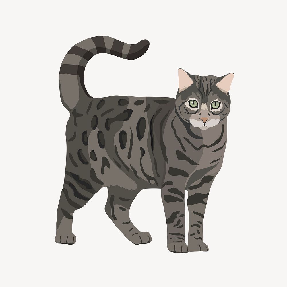 Pet cat illustration, silver bengal, animal vector