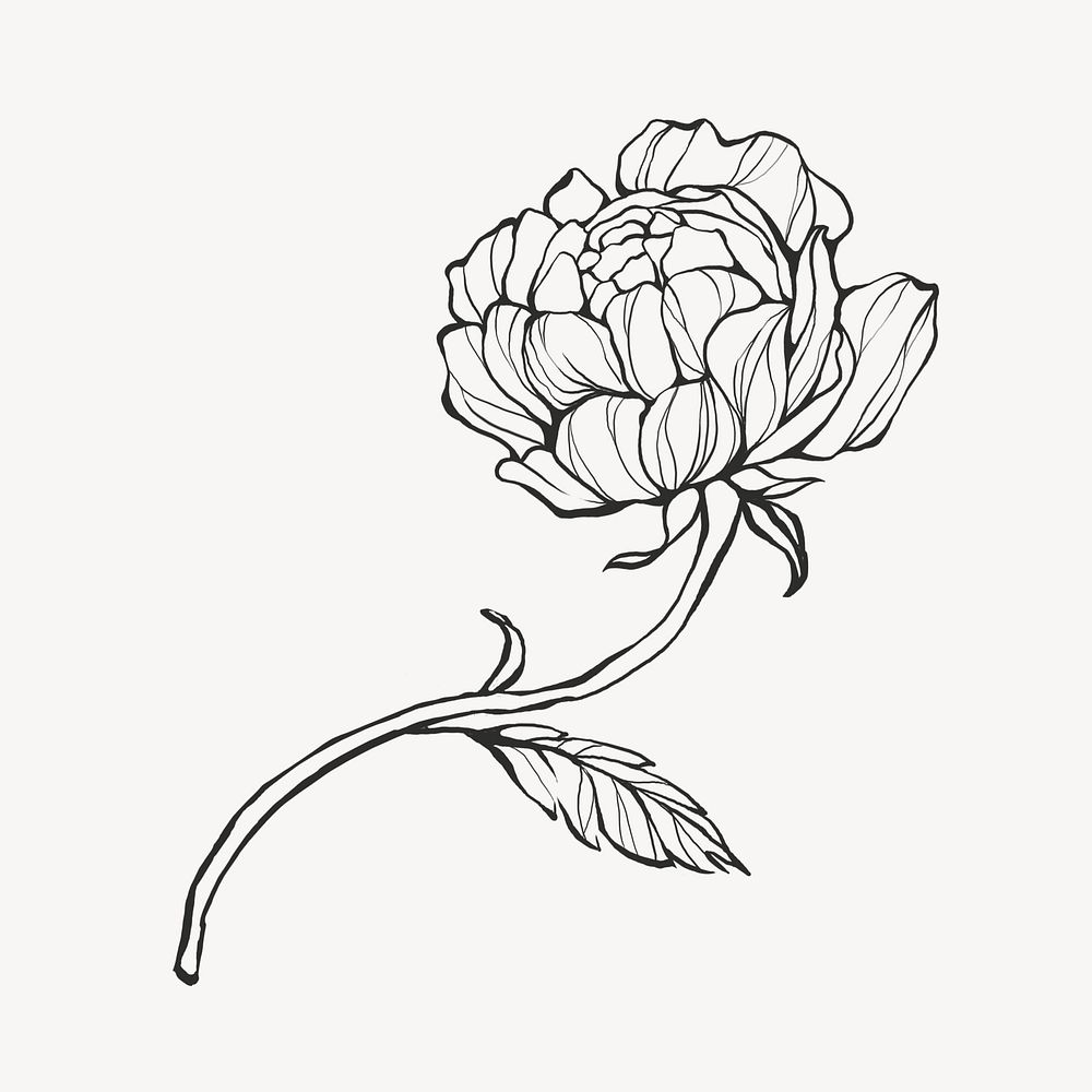 Peony line art collage element, botanical design psd