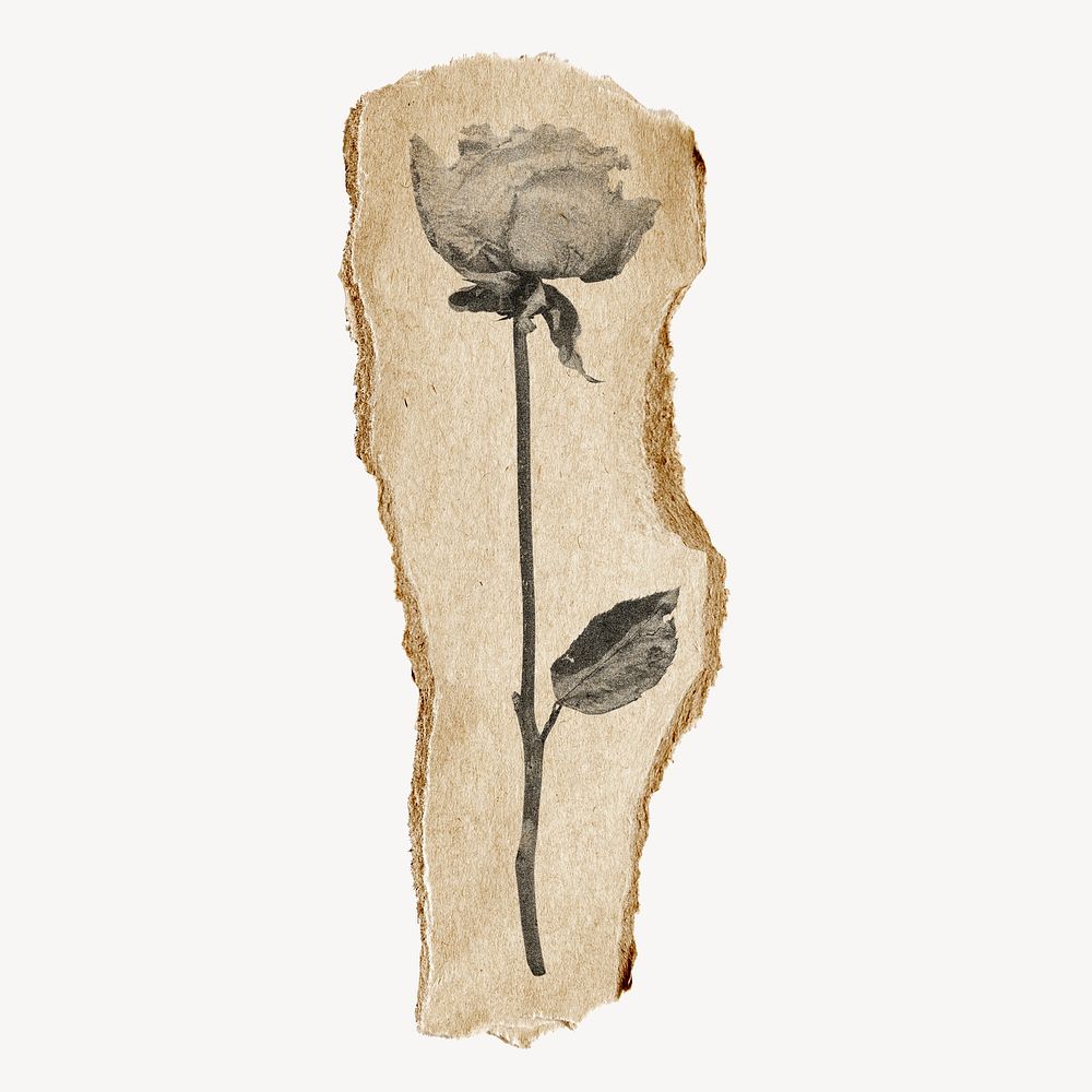Rose sticker, vintage brown ripped paper design psd