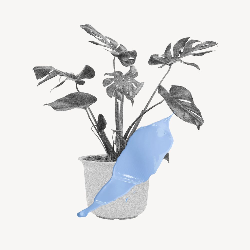 Monstera plant, houseplant with blue brush stroke