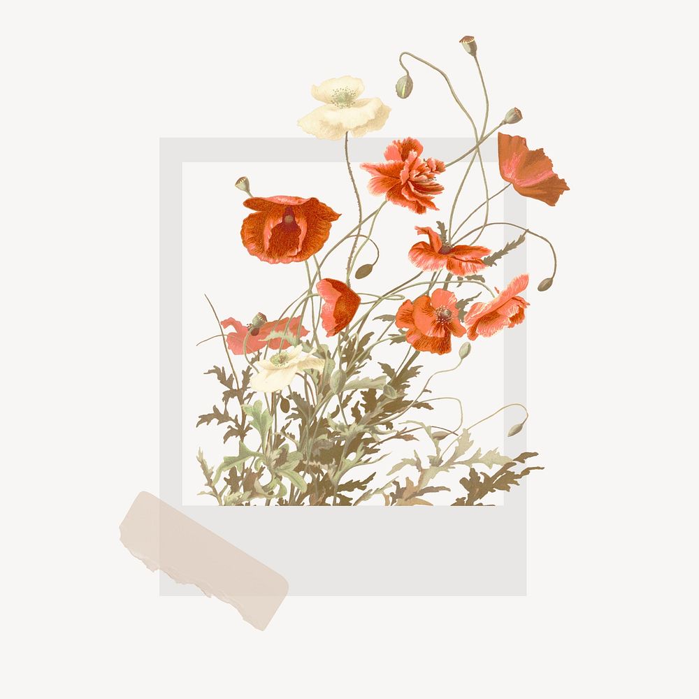 Instant photo frame collage element, poppy flower design psd