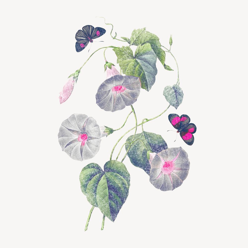 Morning Glory flower graphic, ephemera illustration psd