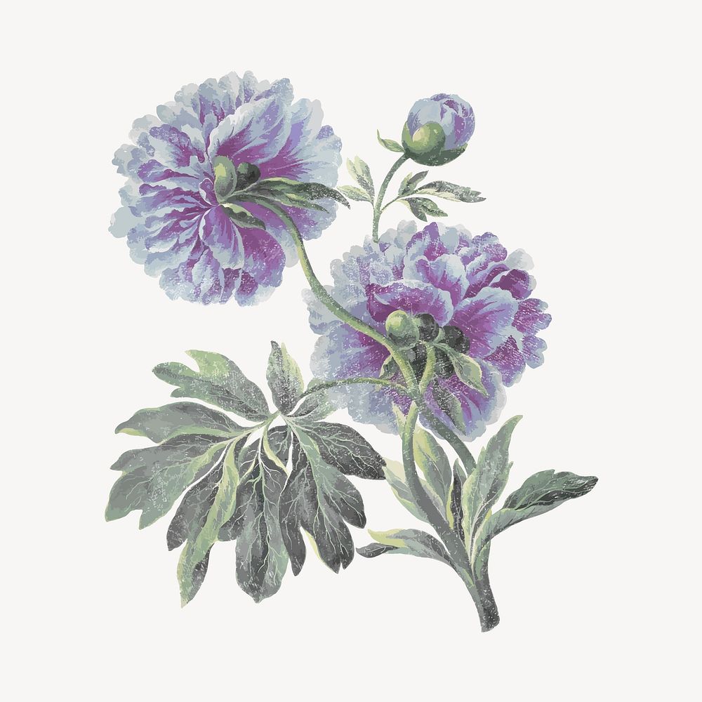 Peony flower illustration, vintage graphic vector