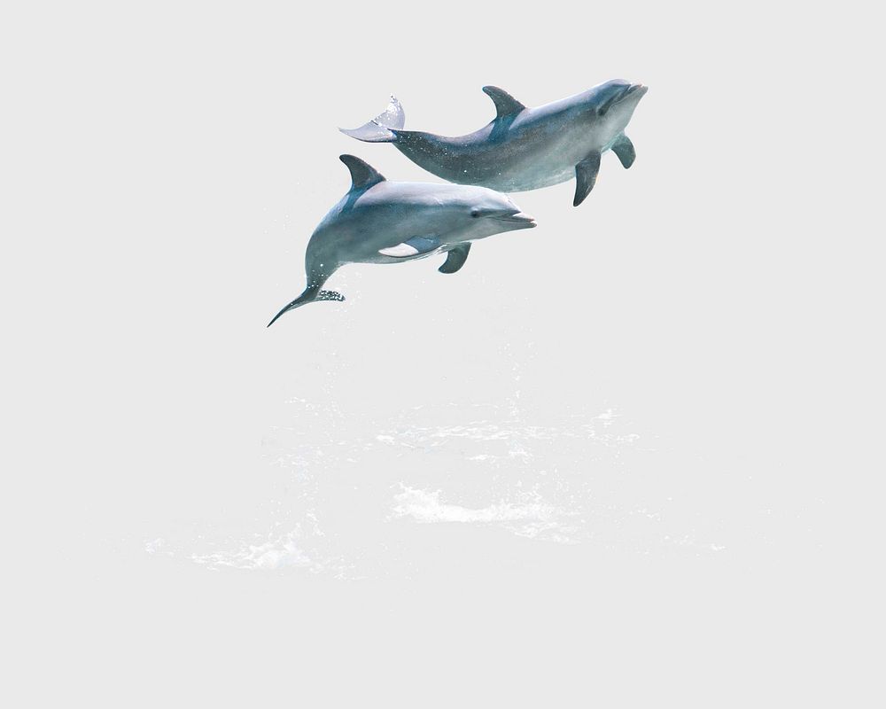 Jumping dolphins, isolated sea animal photo