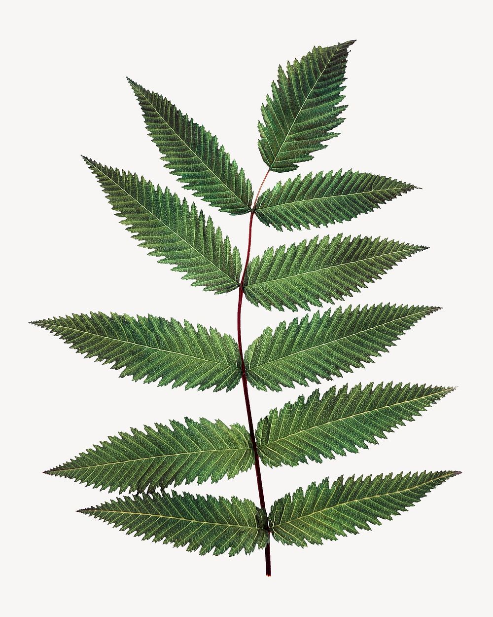 Leaf branch, isolated plant image