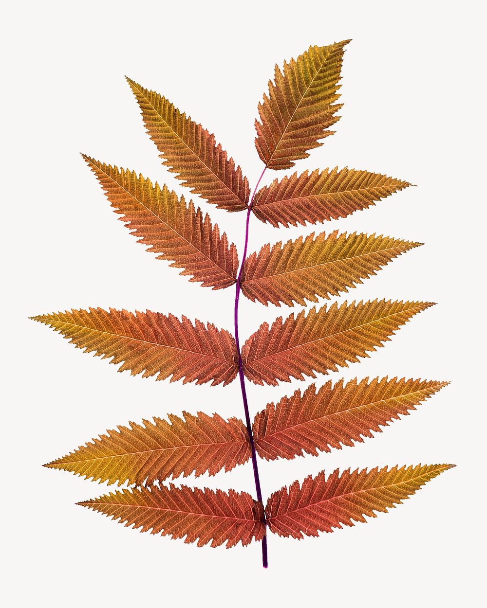 Autumn leaf branch sticker, Fall season aesthetic psd