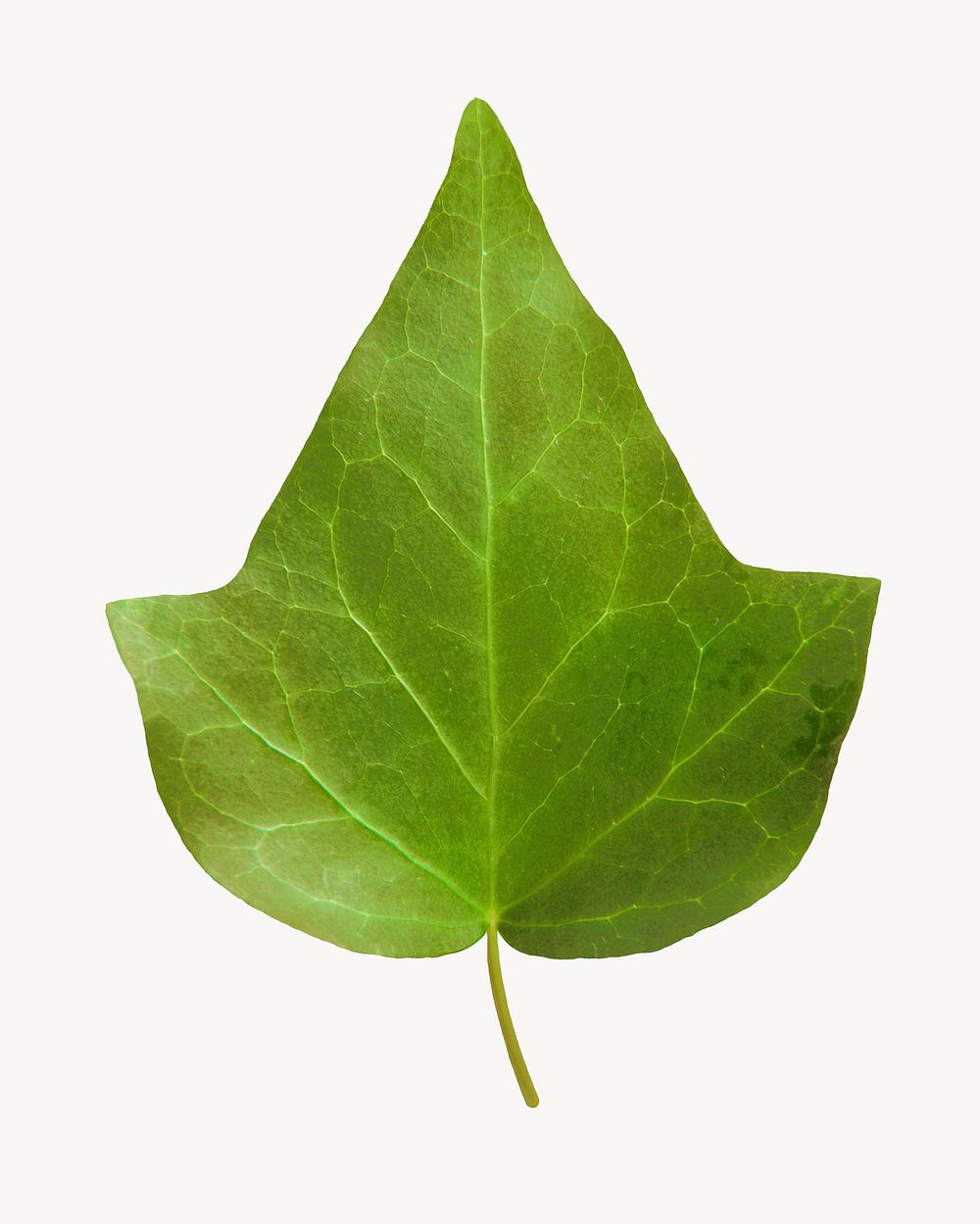 Ivy leaf, plant, isolated botanical image