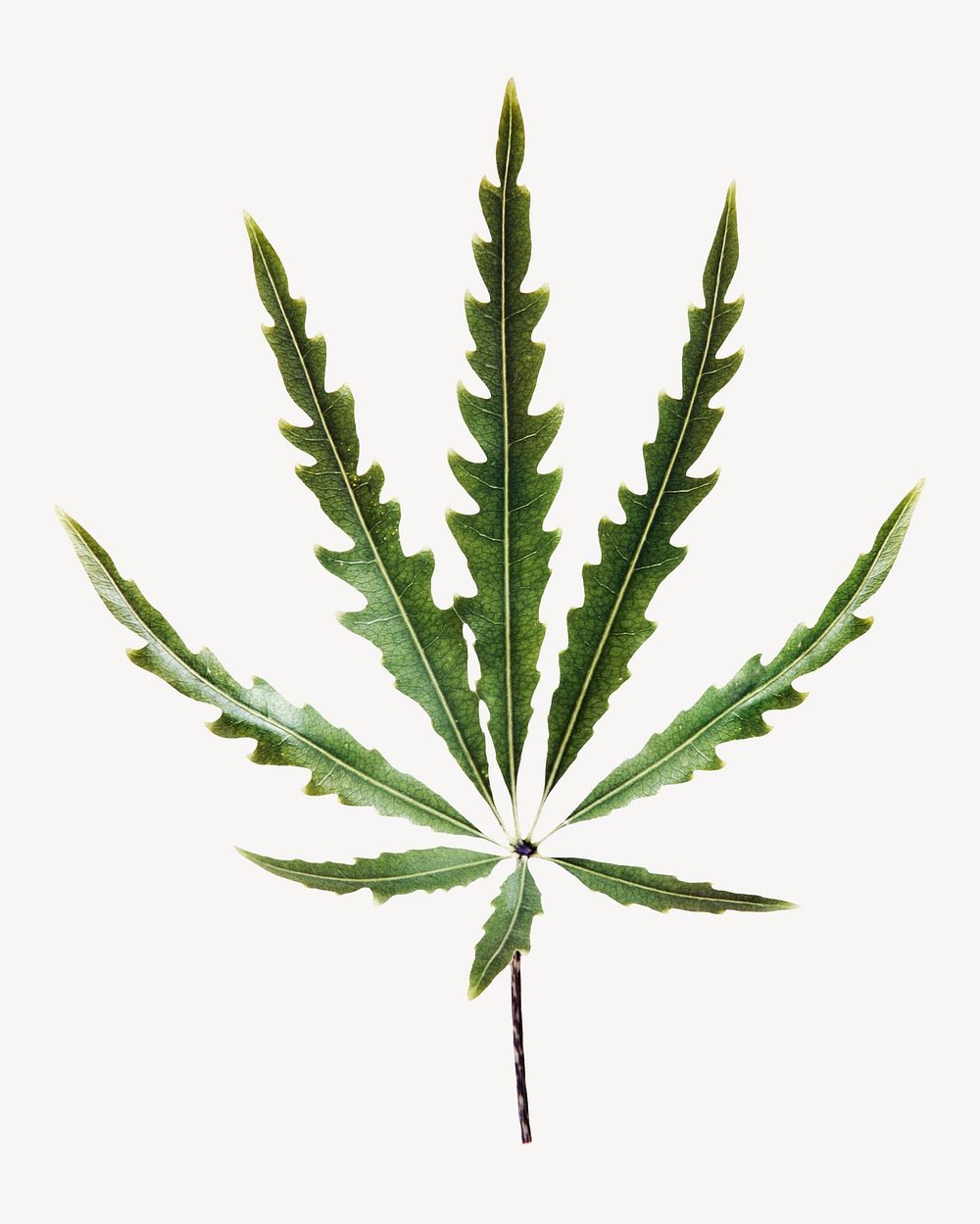 Marijuana leaf, plant, isolated botanical image