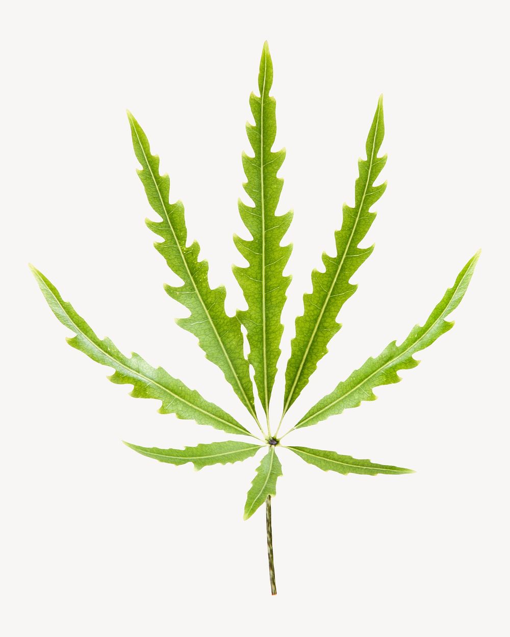Marijuana leaf, plant sticker, isolated botanical image psd