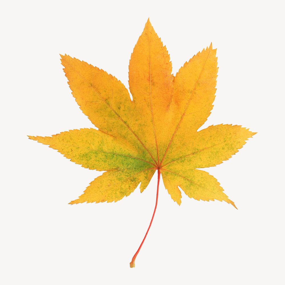 Autumn maple leaf sticker, season aesthetic psd