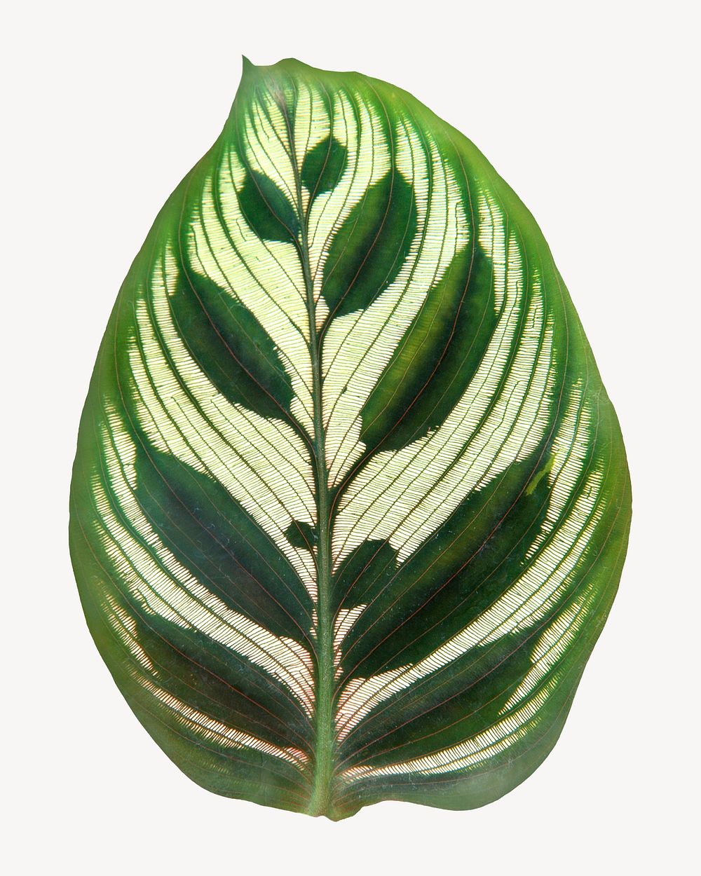 Peacock plant leaf, plant sticker, isolated botanical image psd