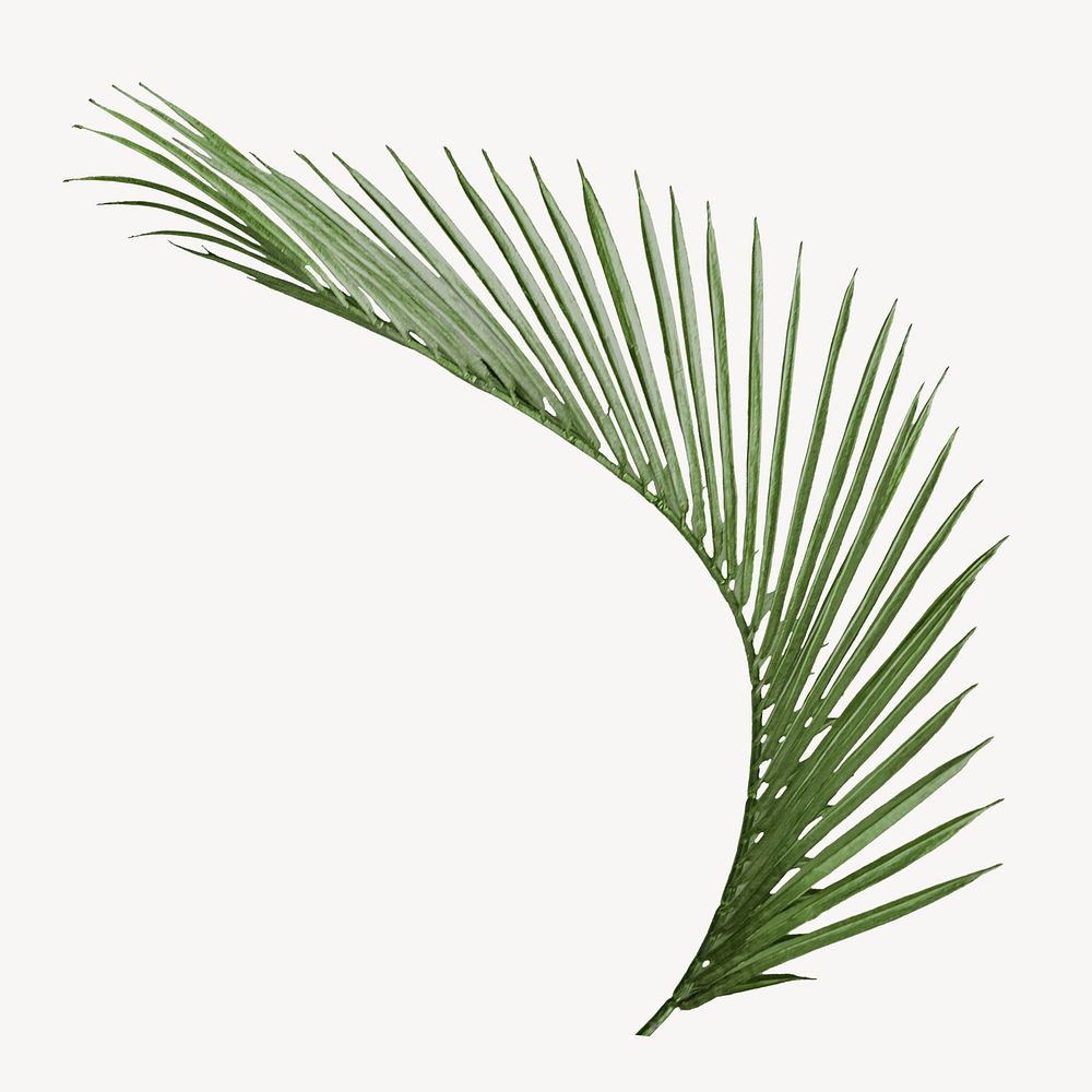 Coconut palm leaf sticker, tropical plant image psd