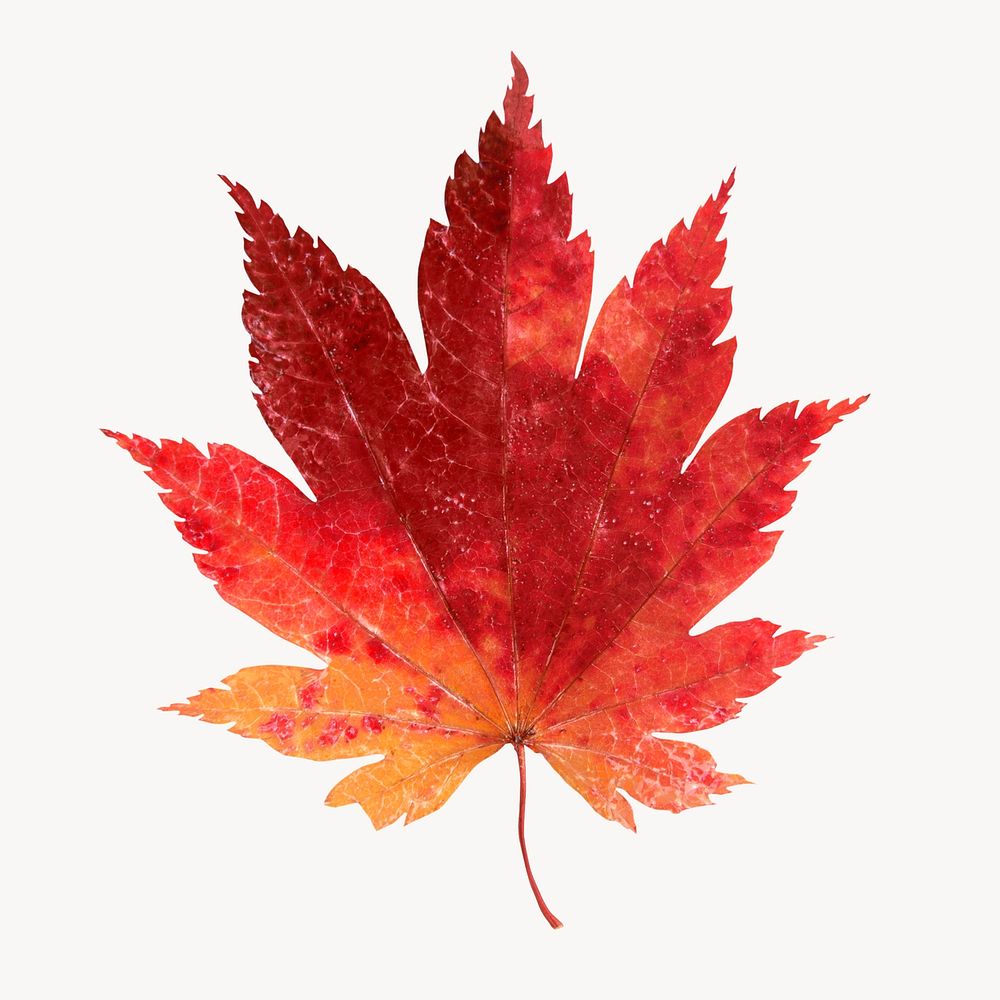 Autumn maple leaf, season aesthetic