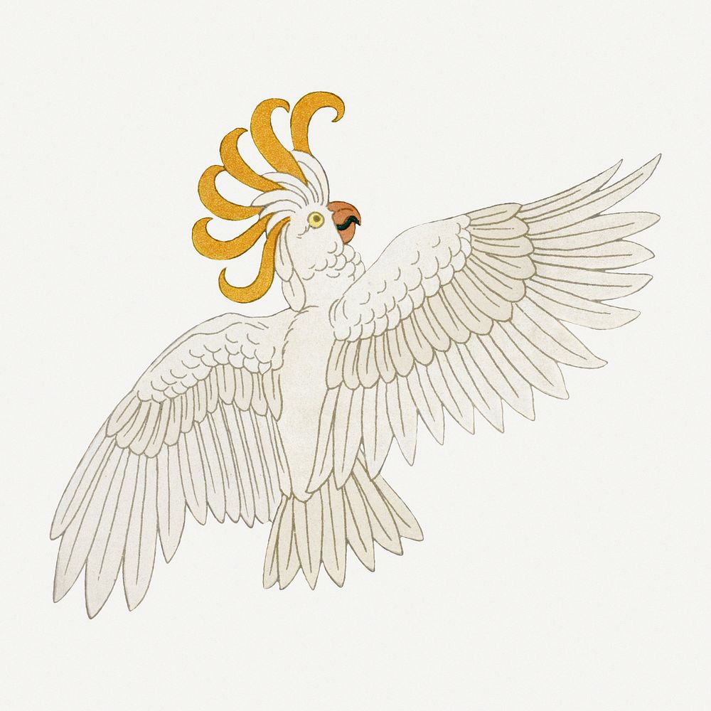 Cockatoo bird, vintage animal illustration