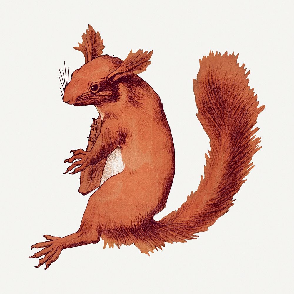 Red squirrel, vintage animal, transparent background