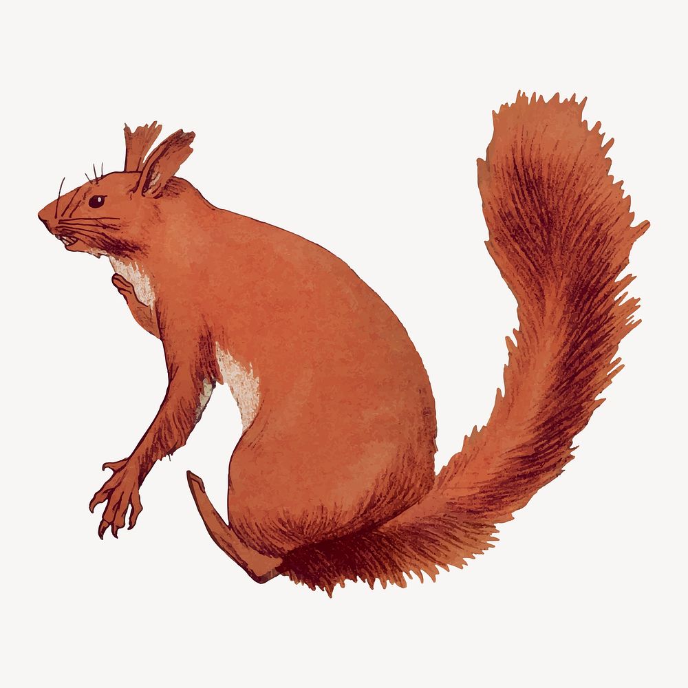 Red squirrel sticker, vintage animal illustration vector