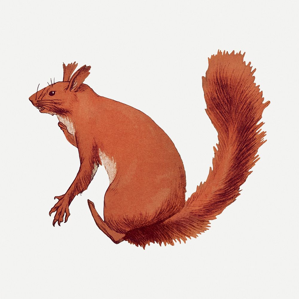 Red squirrel sticker, vintage animal illustration psd