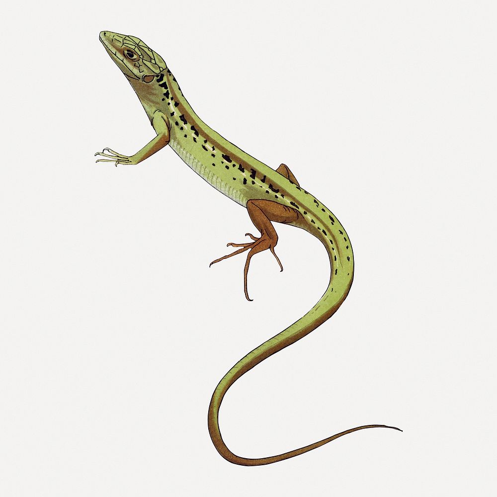 Green lizard sticker, vintage animal illustration psd