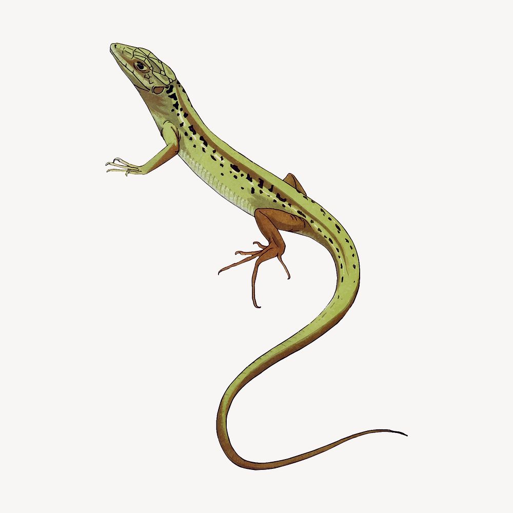 Green lizard sticker, vintage animal illustration  vector
