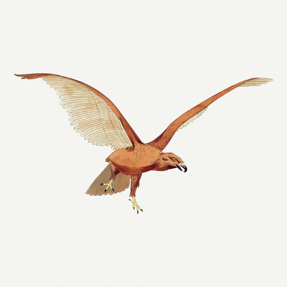 Flying bird, vintage animal illustration