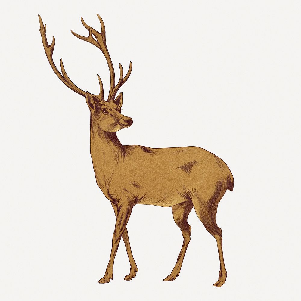 Stag sticker, vintage animal illustration