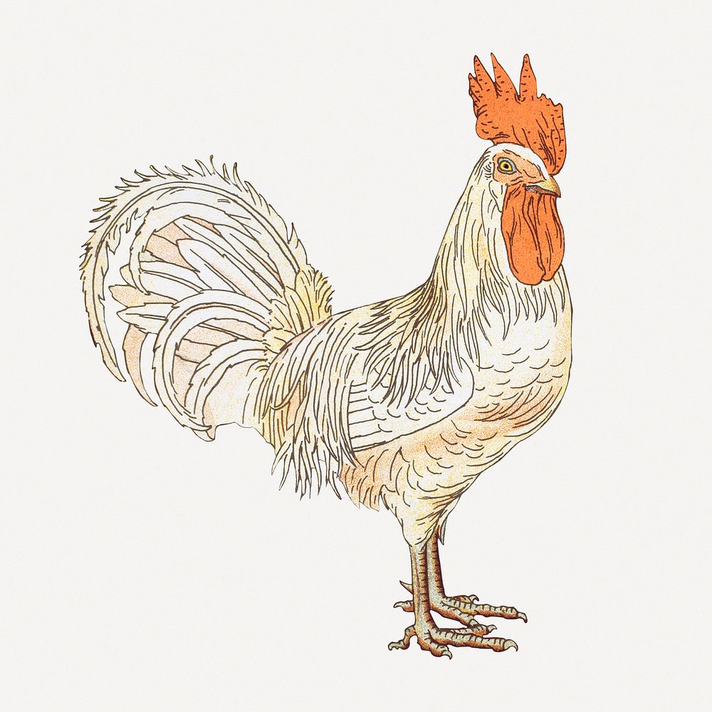 Vintage chicken, farm animal illustration
