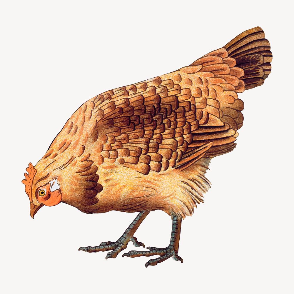 Vintage chicken sticker, farm animal illustration vector