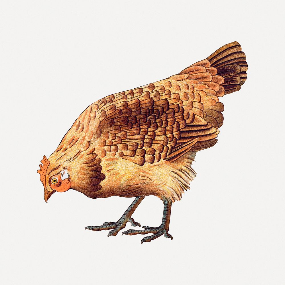 Vintage chicken sticker, farm animal illustration psd