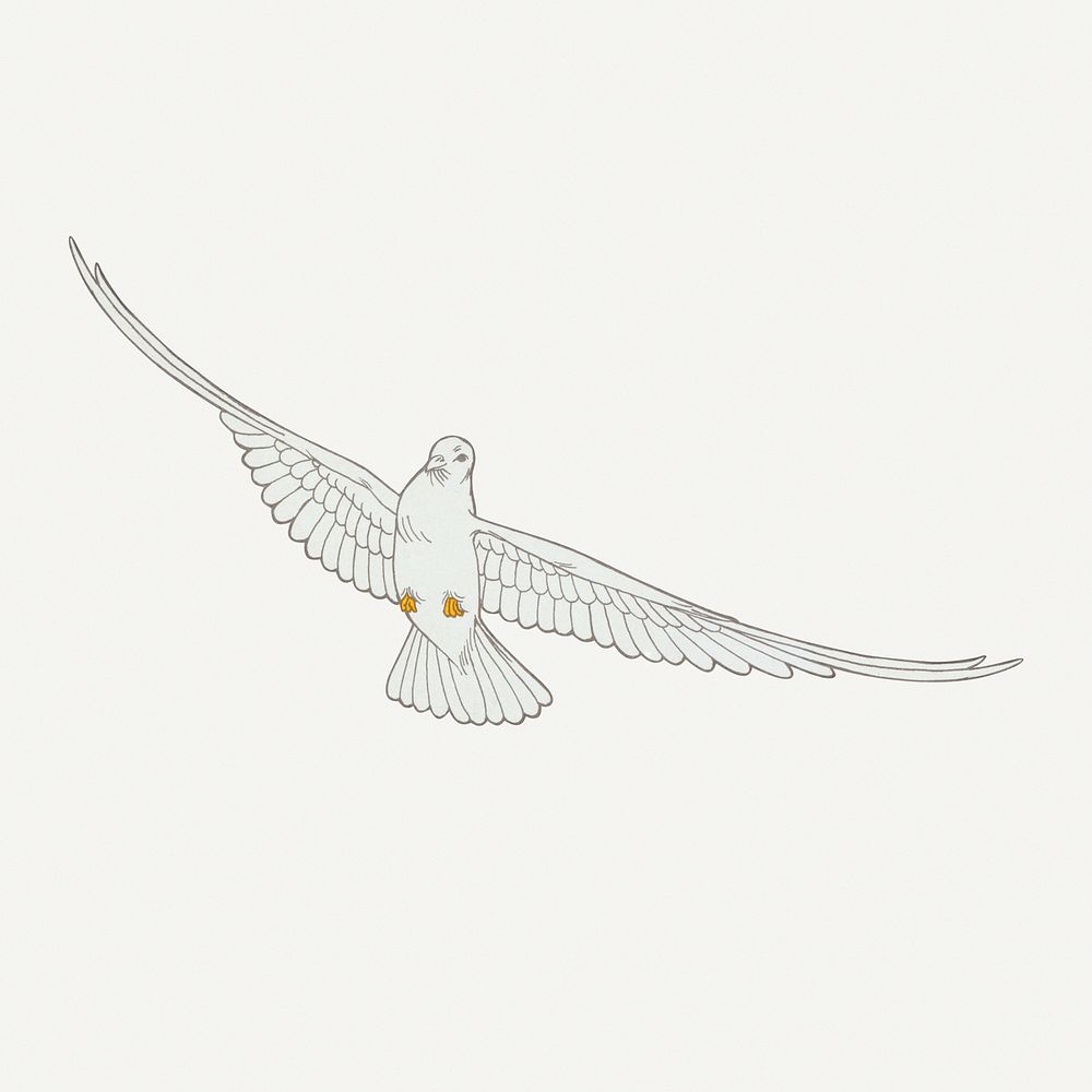 Flying dove bird, vintage animal illustration