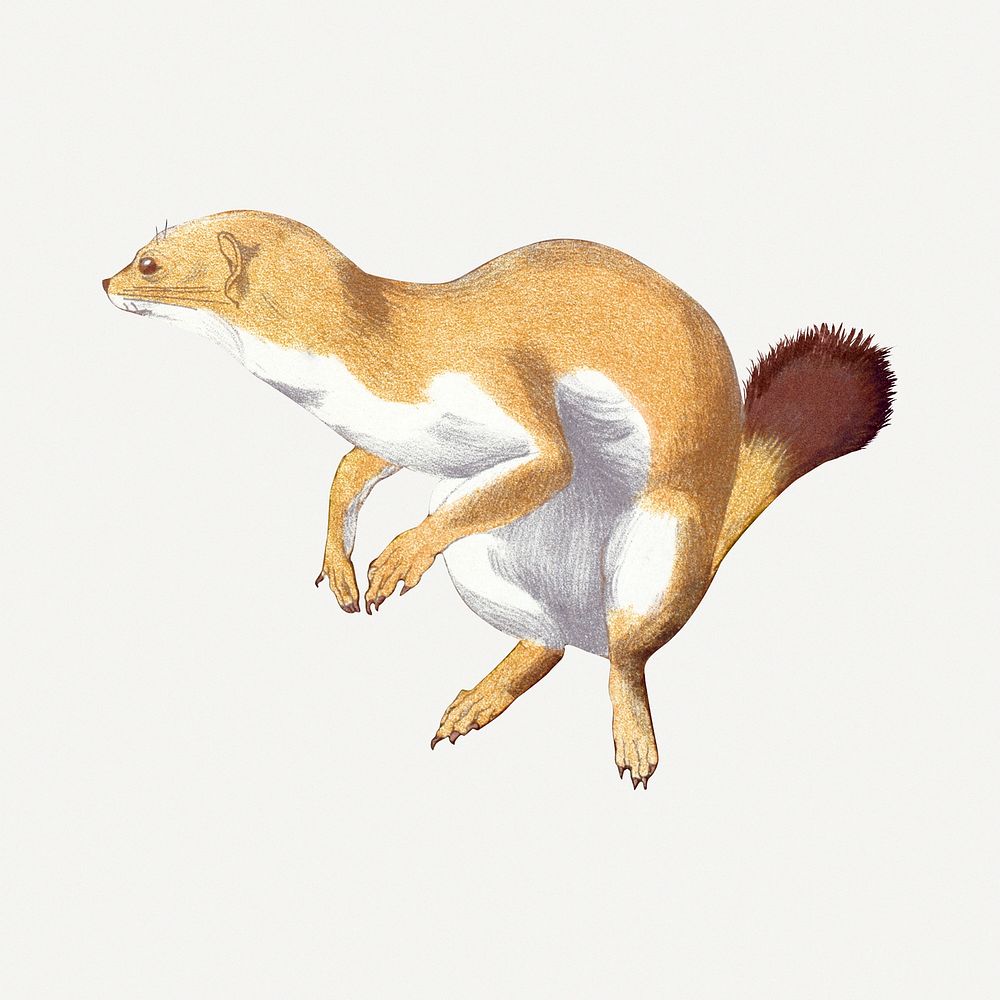 Weasel sticker, vintage animal illustration