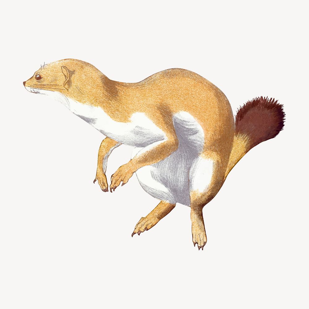 Weasel sticker, vintage animal illustration  vector