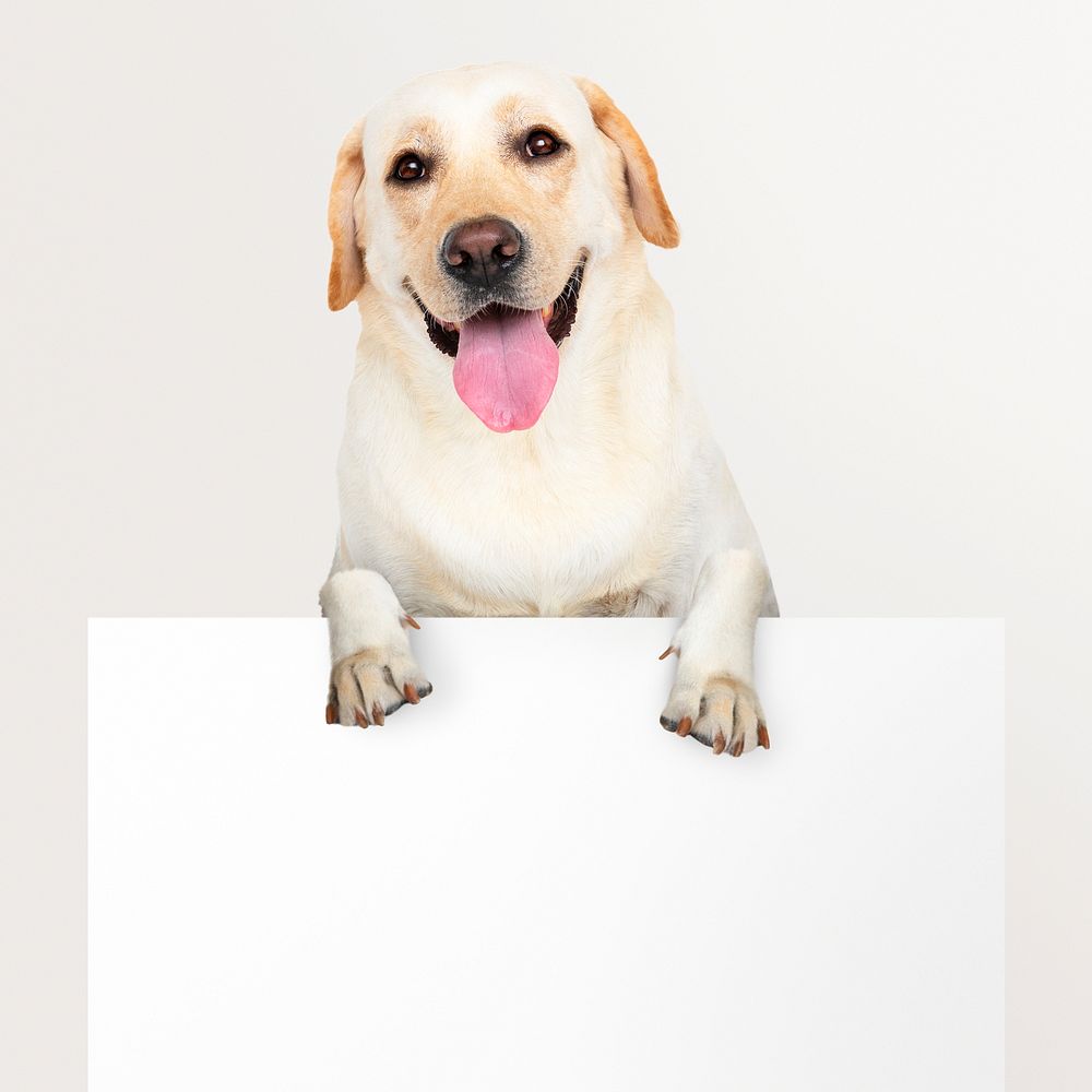 Labrador dog holding sign, frame, pet isolated image on white background