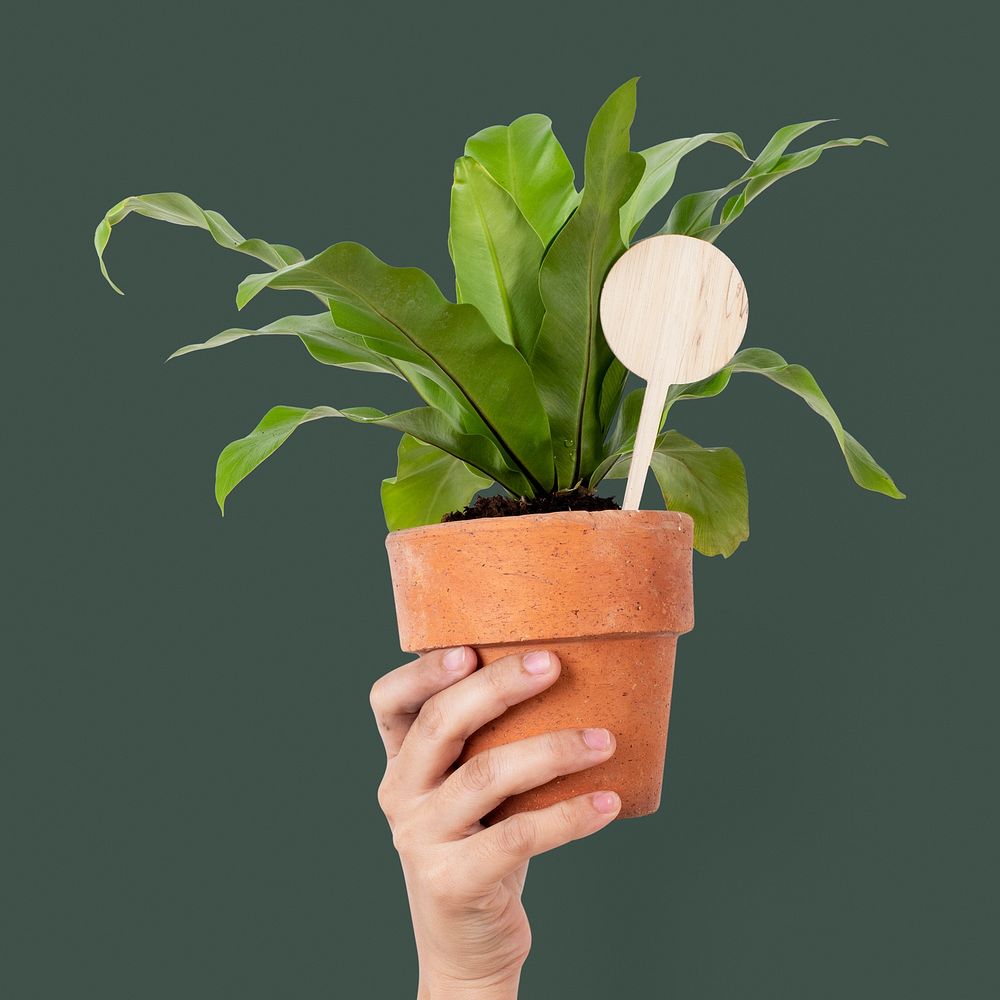 Potted bird&rsquo;s nest fern isolated