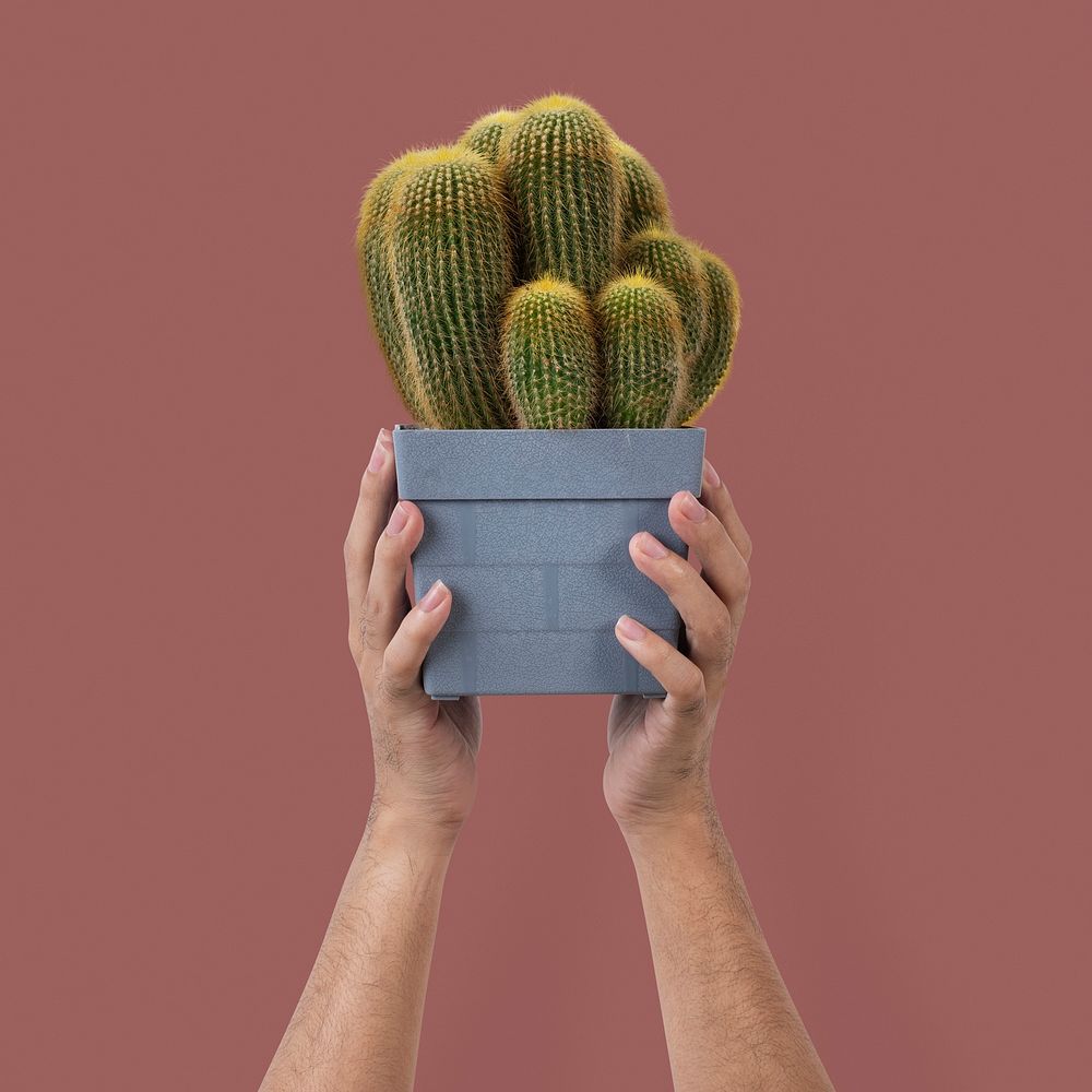 Plant parent holding potted cactus 