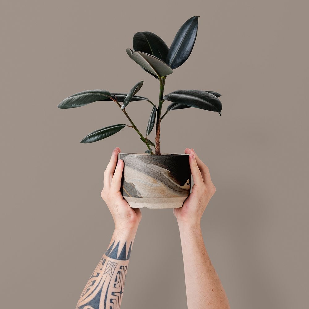 Tattooed hand holding potted rubber plant