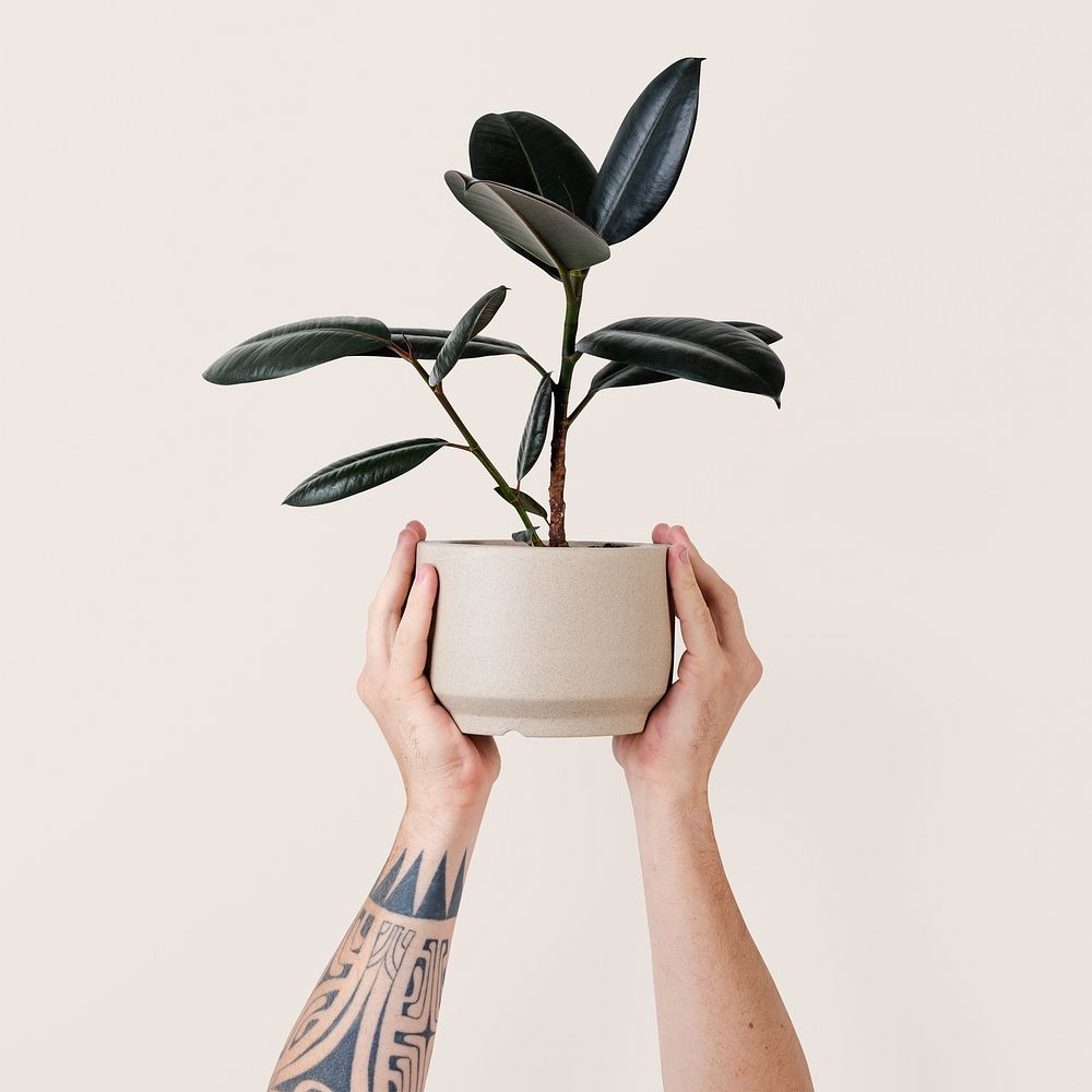 Robber plant held by tattooed hand isolated 