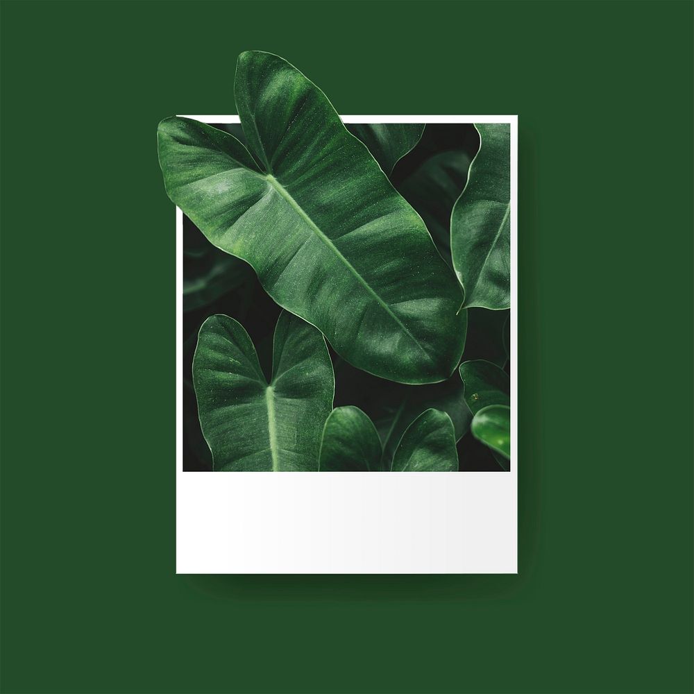 Philodendron leaves in instant photo frame