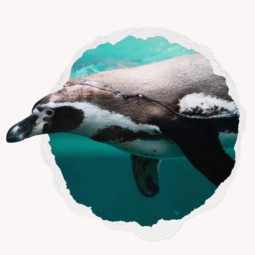 Swimming penguin ripped paper badge, bird photo