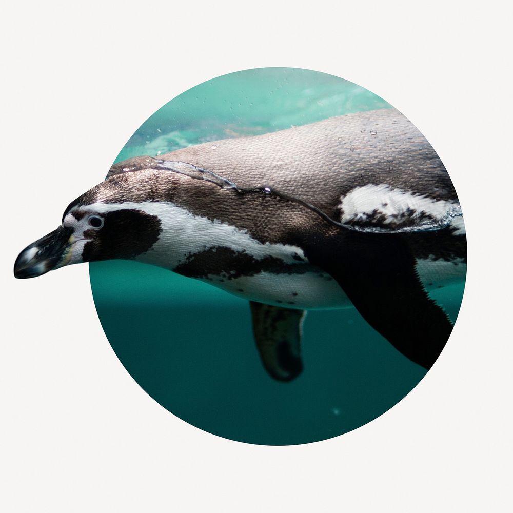 Swimming penguin badge, bird photo