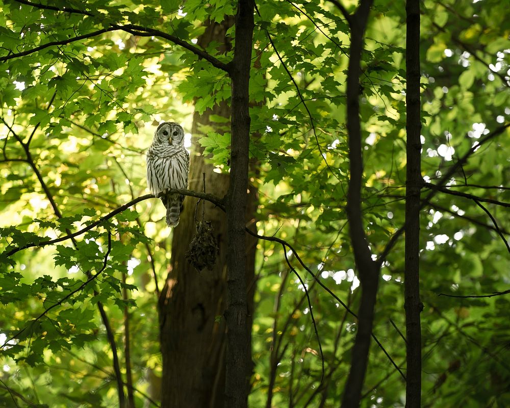 An owl perched on a branch of a green maple tree in Madison. Original public domain image from Wikimedia Commons