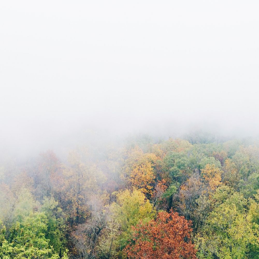 A foggy shot of trees in autumn with green, yellow, orange, and red leaves. Original public domain image from Wikimedia…