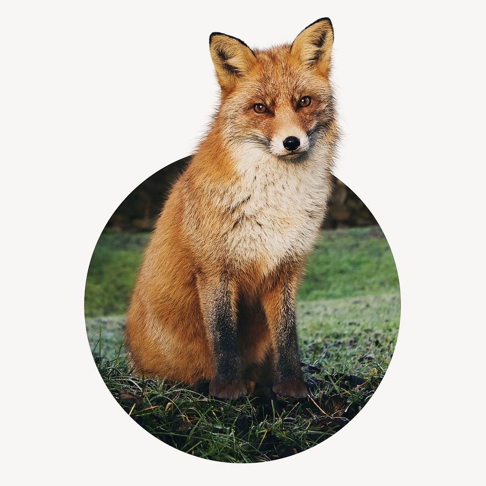 Red fox circle shape badge, animal photo