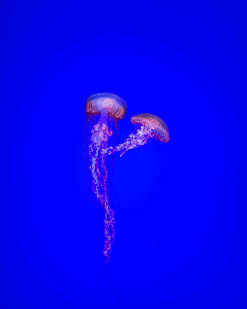 Jelly fish in deep ocean. Original public domain image from Wikimedia Commons