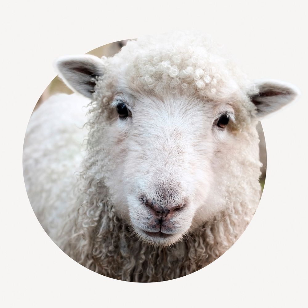 Sheep head badge, farm animal photo