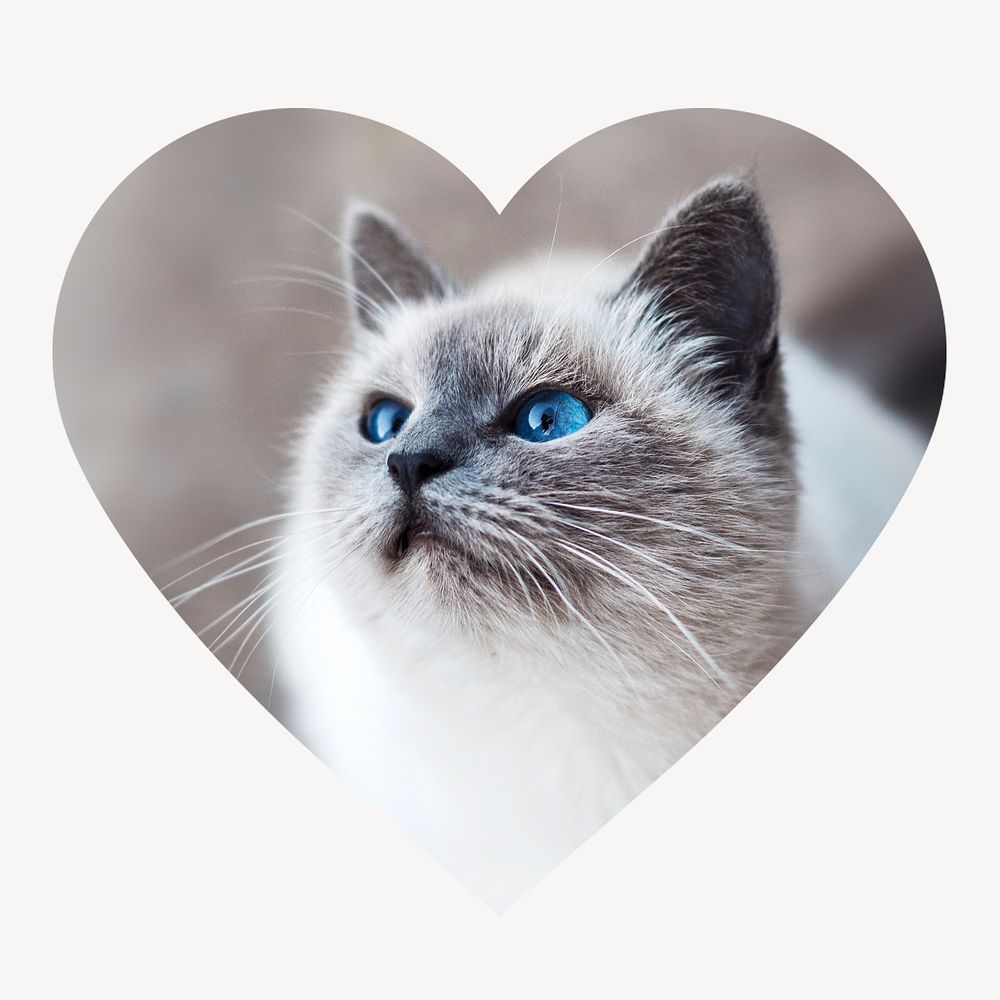 Ragdoll cat heart shape badge, pet photo