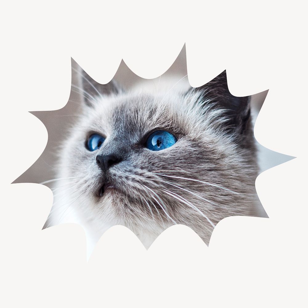 Ragdoll cat bang shape badge, pet photo 
